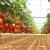 Бізнес з вирощування полуниці цілий рік, витрати та рентабельність Як розпочати бізнес з вирощування полуниці