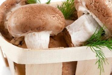 A brief business plan for growing champignons Growing champignons from scratch